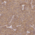 Anti-PLA2G4A Antibody