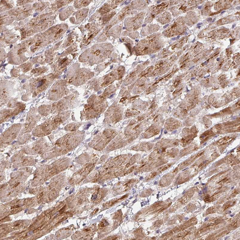 Anti-MRPS16 Antibody