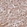 Anti-MRPS16 Antibody
