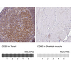 Anti-CD80 Antibody