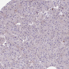 Immunohistochemical staining of human pancreas shows no positivity in exocrine glandular cells as expected.
