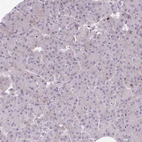 Immunohistochemical staining of human pancreas shows no positivity in exocrine glandular cells as expected.