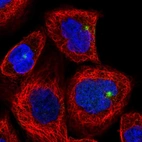 Immunofluorescent staining of human cell line A-431 shows localization to microtubule organizing center.