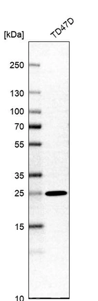 Western blot analysis in human cell line TD47D.