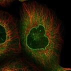 Immunofluorescent staining of human cell line A-431 shows localization to nuclear membrane, cytosol & vesicles.