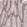 Anti-CDC6 Antibody