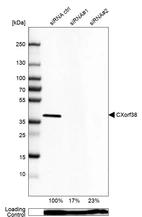 Western blot analysis in U-87MG ATCC cells transfected with control siRNA, target specific siRNA probe #1 and #2, using Anti-CXorf38 antibody. Remaining relative intensity is presented. Loading control: Anti-PPIB.