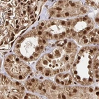 Immunohistochemical staining of human kidney using Anti-GLYR1 antibody HPA050136.