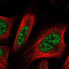 Immunofluorescent staining of human cell line U-2 OS shows localization to nuclear speckles.