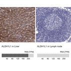 Anti-ALDH1L1 Antibody