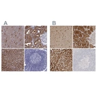 Immunohistochemical staining of human cerebral cortex, kidney, liver and lymph node using Anti-ALDH1L1 antibody HPA050139 (A) shows similar protein distribution across tissues to independent antibody HPA036900 (B).