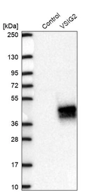 Western blot analysis in control (vector only transfected HEK293T lysate) and VSIG2 over-expression lysate (Co-expressed with a C-terminal myc-DDK tag (~3.1 kDa) in mammalian HEK293T cells, LY415368).