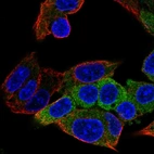Immunofluorescent staining of human cell line Hep G2 shows localization to cytosol.