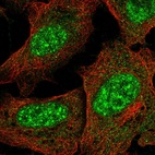 Immunofluorescent staining of human cell line U-2 OS shows localization to nuclear speckles.