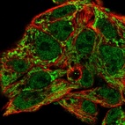 Immunofluorescent staining of human cell line Hep G2 shows localization to nucleoplasm & mitochondria.