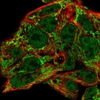 Immunofluorescent staining of human cell line Hep G2 shows localization to nucleoplasm & mitochondria.