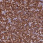Immunohistochemical staining of human pancreas shows strong cytoplasmic positivity in exocrine glandular cells.