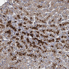 Anti-ABHD18 Antibody