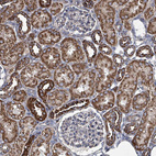 Immunohistochemical staining of human kidney shows strong cytoplasmic granular positivity in cells in tubules.