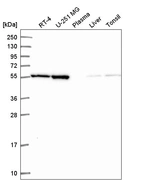 Anti-MIPOL1 Antibody