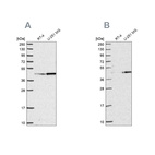 Anti-WDR18 Antibody