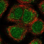 Immunofluorescent staining of human cell line MCF7 shows localization to nucleus & cytosol.