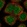 Anti-NPNT Antibody