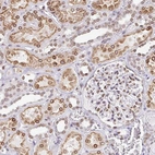 Immunohistochemical staining of human kidney shows moderate to strong positivity in nuclear membrane in cells in tubules.