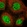 Anti-NCOA6 Antibody