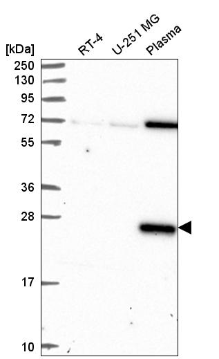 Anti-CLEC7A Antibody