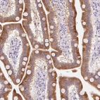 Immunohistochemical staining of human duodenum shows high expression.