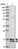 Anti-C19orf25 Antibody