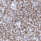 Immunohistochemical staining of human pancreas shows strong cytoplasmic/cytoplasmic-granular positivity in exocrine glandular cells.