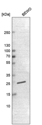 Western blot analysis in human cell line BEWO.