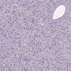 Immunohistochemical staining of human pancreas shows low expression as expected.