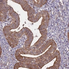 Immunohistochemical staining of human endometrium shows strong membranous positivity in glandular cells.