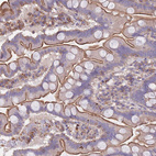 Immunohistochemical staining of human small intestine shows strong membranous positivity in glandular cells.