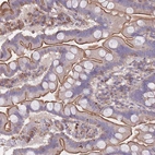 Immunohistochemical staining of human small intestine shows strong membranous positivity in glandular cells.