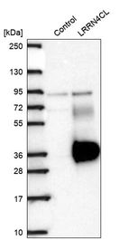 Western blot analysis in control (vector only transfected HEK293T lysate) and LRRN4CL over-expression lysate (Co-expressed with a C-terminal myc-DDK tag (~3.1 kDa) in mammalian HEK293T cells, LY404286).