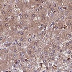 Immunohistochemical staining of human liver using Anti-PSMB8 antibody HPA050327.