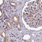 Immunohistochemical staining of human kidney using Anti-PSMB8 antibody HPA050327.