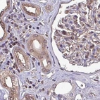 Immunohistochemical staining of human kidney using Anti-PSMB8 antibody HPA050327.