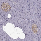 Immunohistochemical staining of human pancreas shows weak to moderate membranous positivity in islets of Langerhans.