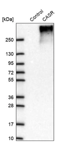 Western blot analysis in control (vector only transfected HEK293T lysate) and CASR over-expression lysate (Co-expressed with a C-terminal myc-DDK tag (~3.1 kDa) in mammalian HEK293T cells, LY400136).