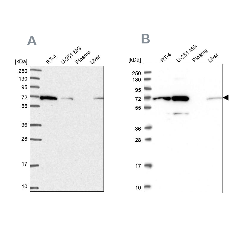 Anti-IRGQ Antibody