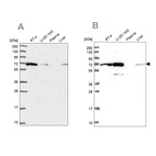 Anti-IRGQ Antibody
