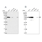 Anti-IRGQ Antibody
