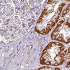 Immunohistochemical staining of human kidney using Anti-UQCRFS1 antibody HPA050339.