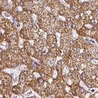 Immunohistochemical staining of human liver using Anti-UQCRFS1 antibody HPA050339.