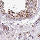 Immunohistochemical staining of human testis using Anti-UQCRFS1 antibody HPA050339.